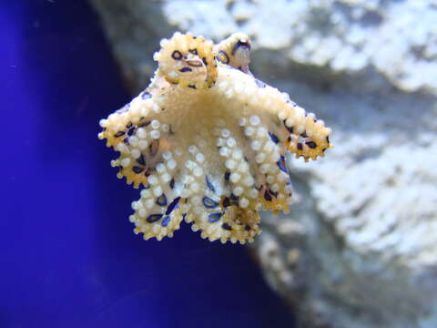 Image of Greater Blue-ringed Octopus