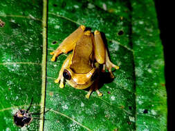 Image of Dendropsophus bifurcus (Andersson 1945)