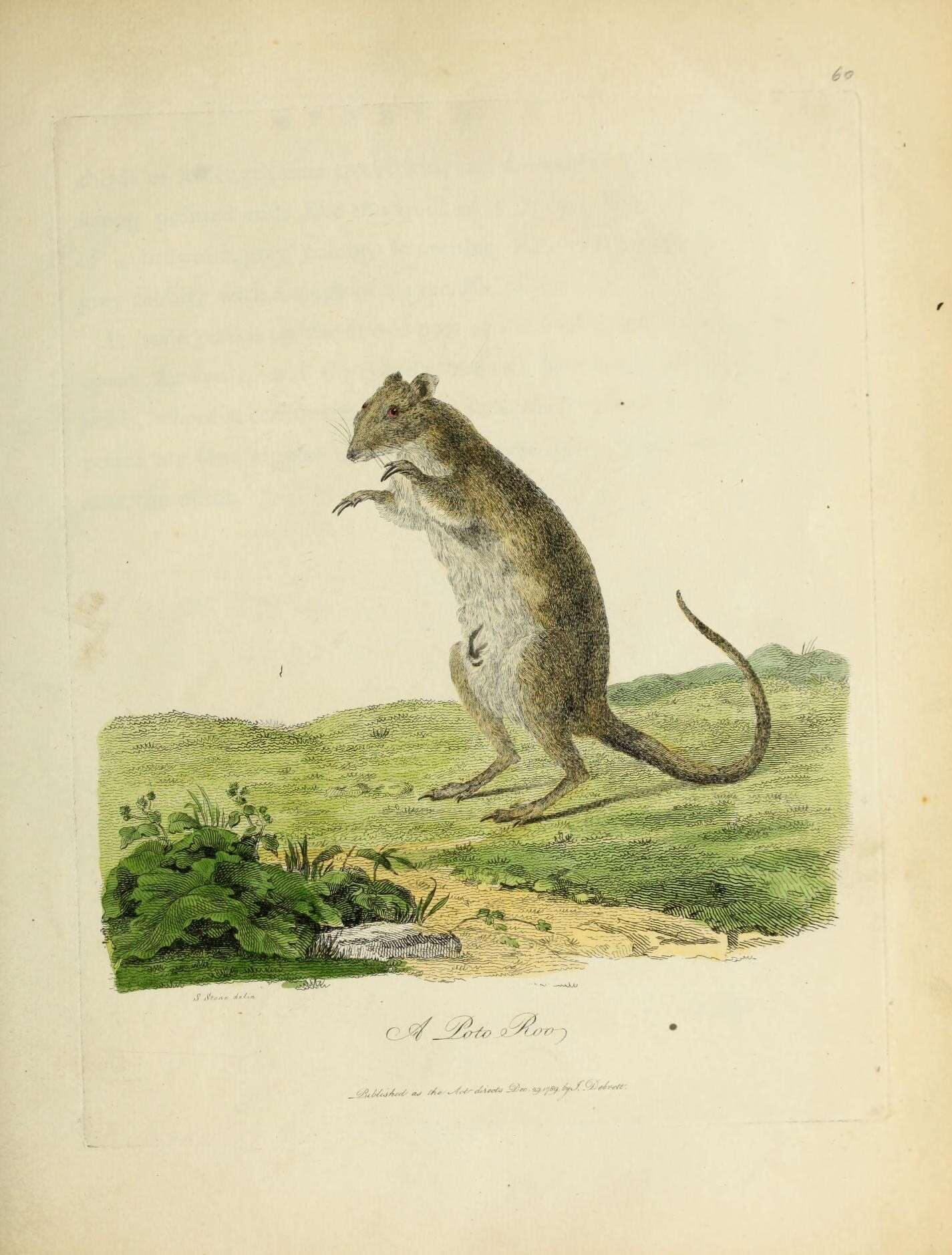 Image of bettongs, potoroos, and rat kangaroos