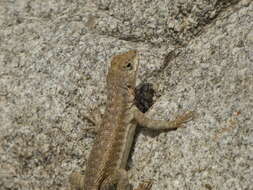 Image of Tiger Pacific Iguana