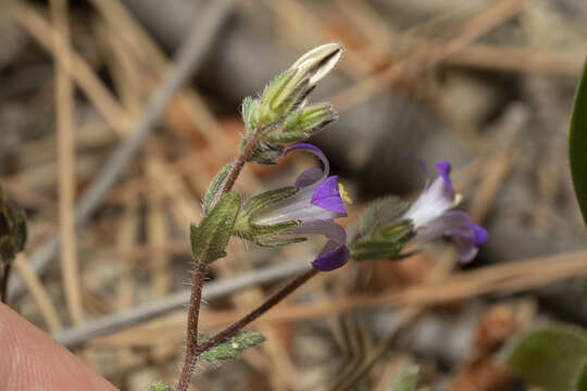 Imagem de Campanula rhodensis A. DC.