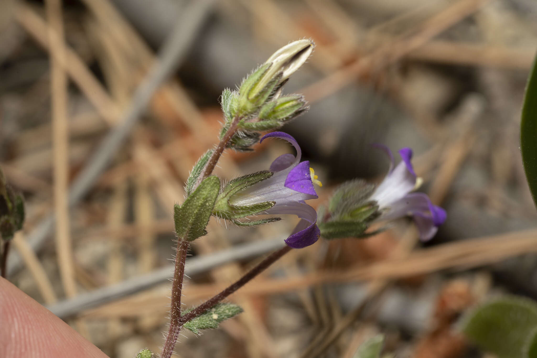 Imagem de Campanula rhodensis A. DC.