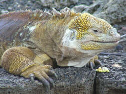 Image of Galapagos Land Iguana