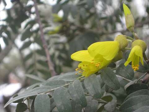 Image of Sophora macrocarpa