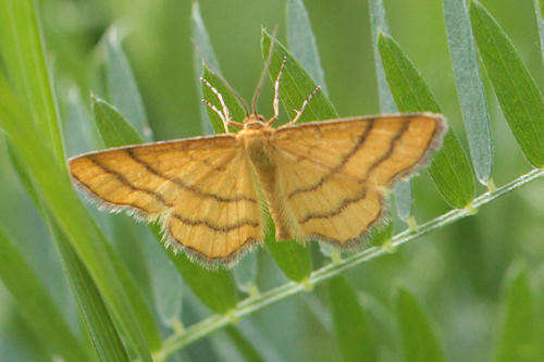 صورة Idaea aureolaria Schiffermüller 1775