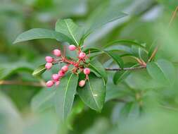 Viburnum nudum var. cassinoides (L.) Torr. & A. Gray的圖片