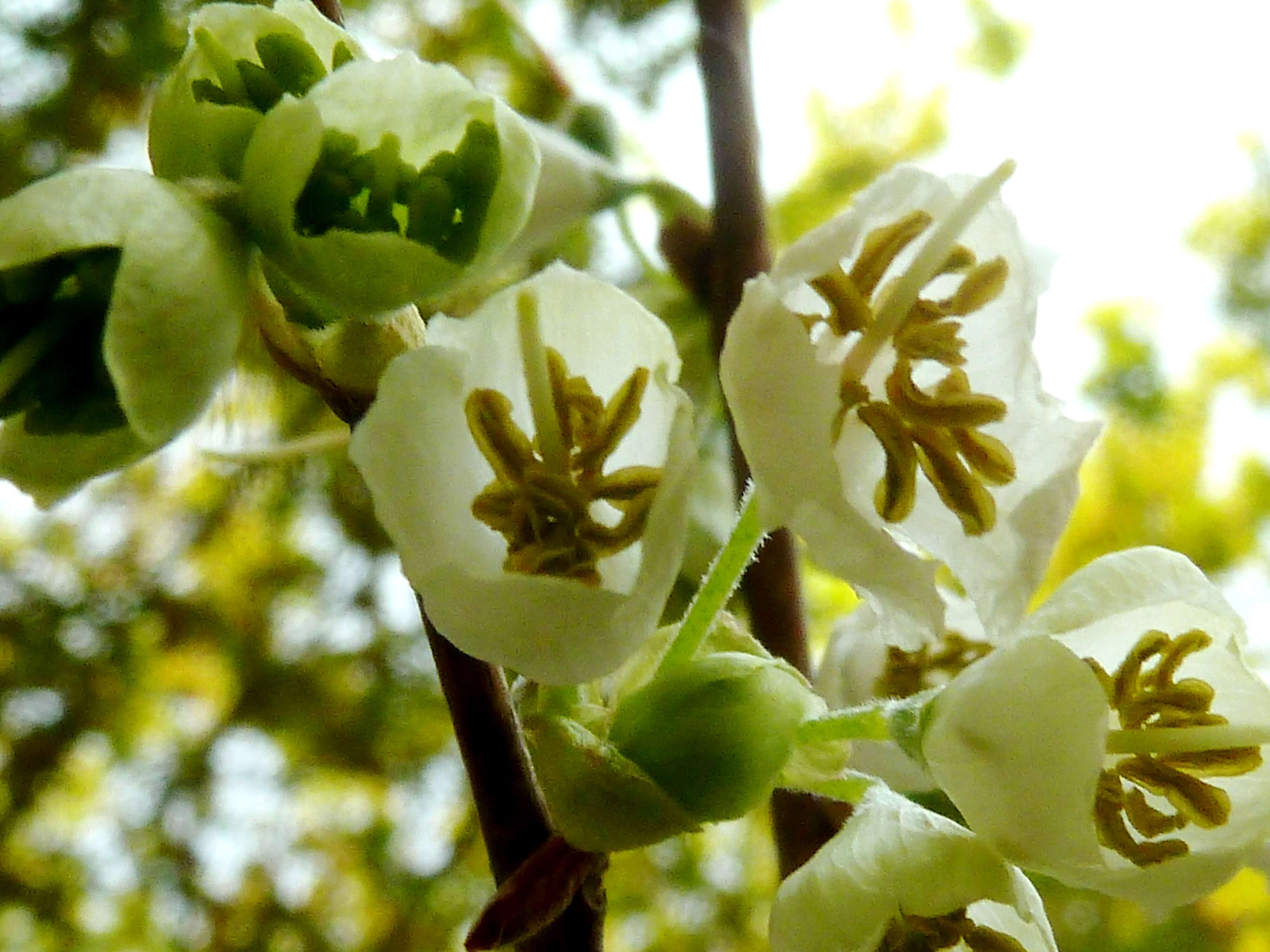 Imagem de Halesia carolina L.