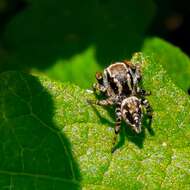 Image of Habronattus cambridgei Bryant 1948