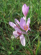 Image of Autumn crocus