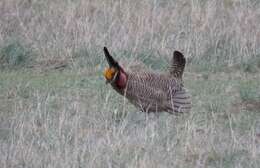 Image of Lesser Prairie Chicken