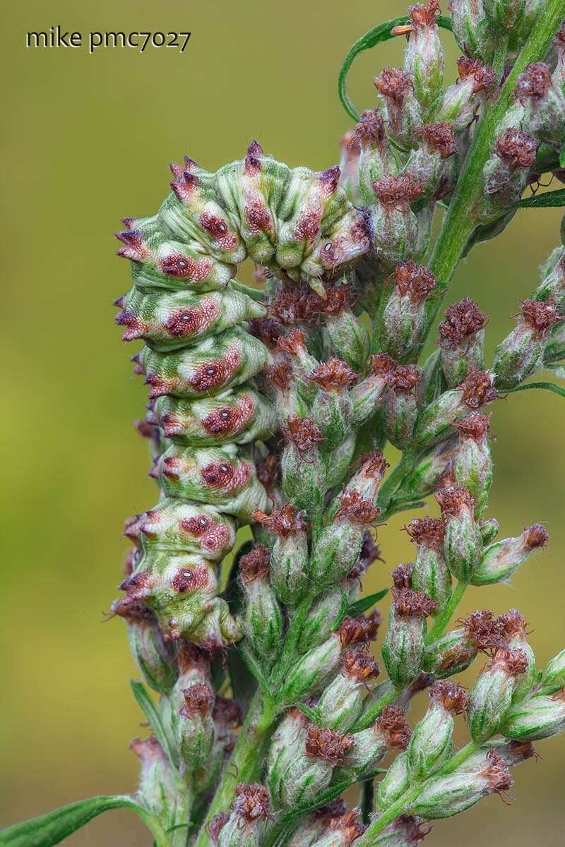 Image of scarce wormwood