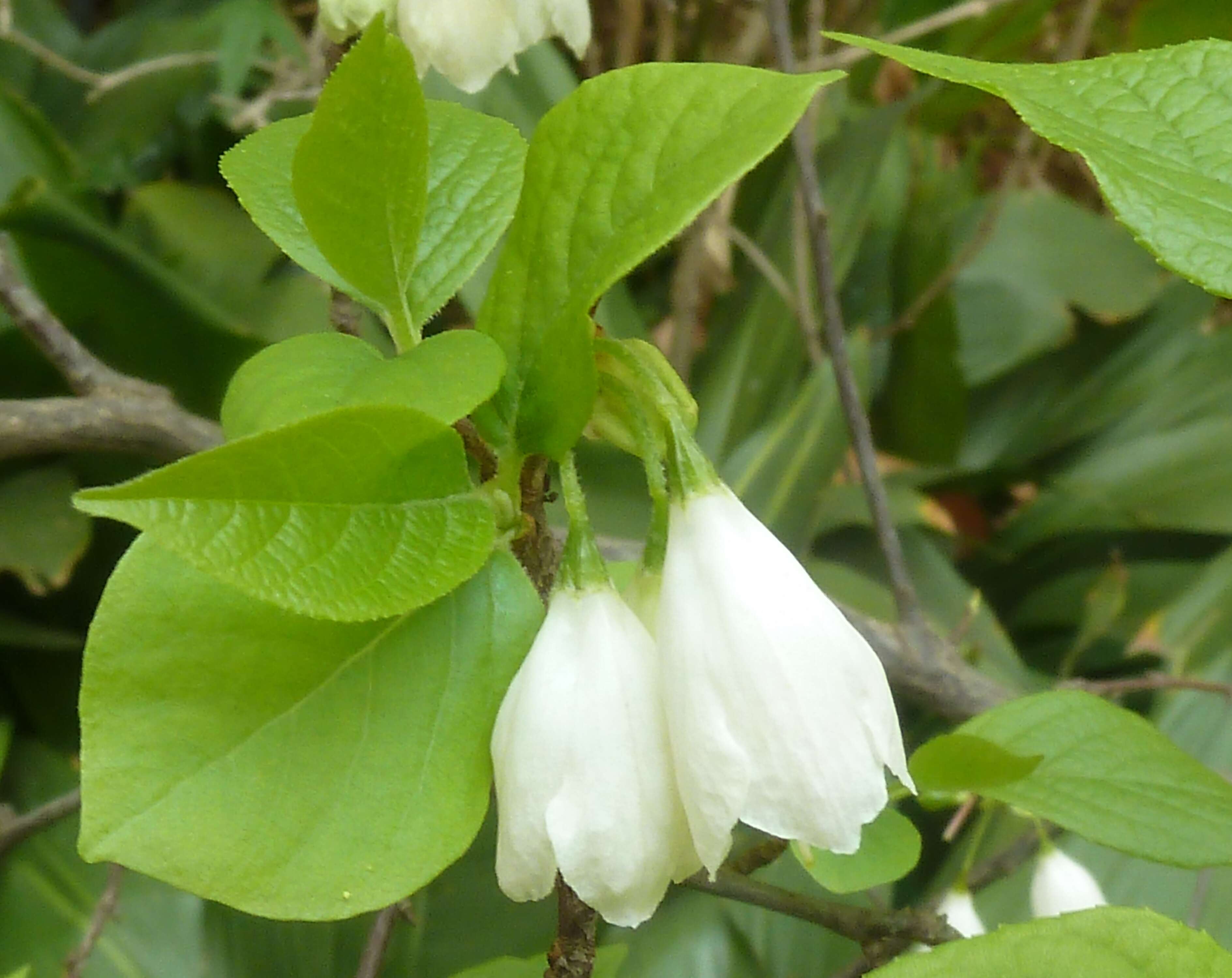 Imagem de Halesia carolina L.