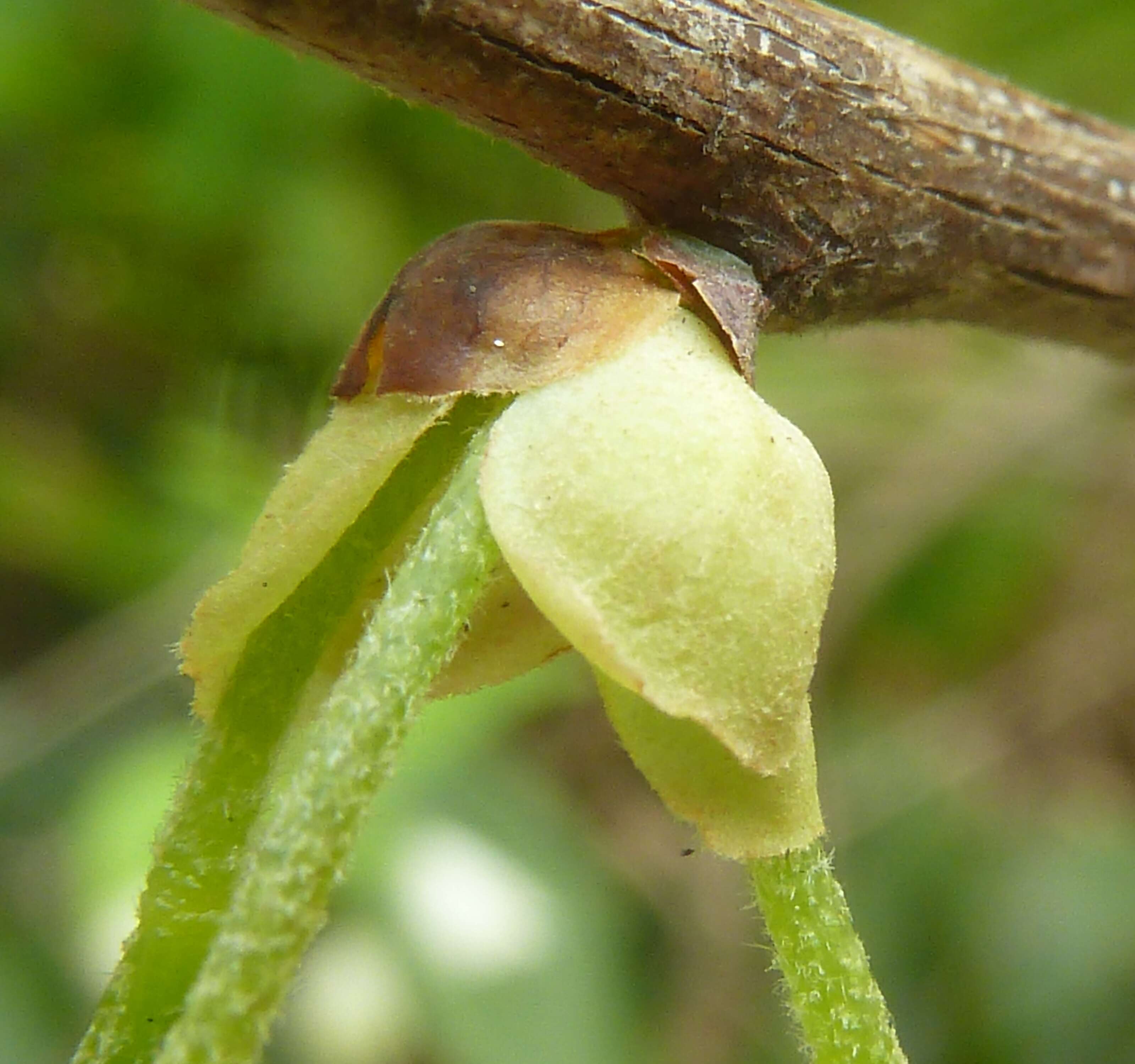 Imagem de Halesia carolina L.