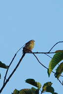 Image of Little Green Pigeon