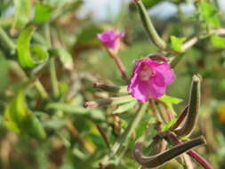 Слика од Epilobium hirsutum L.