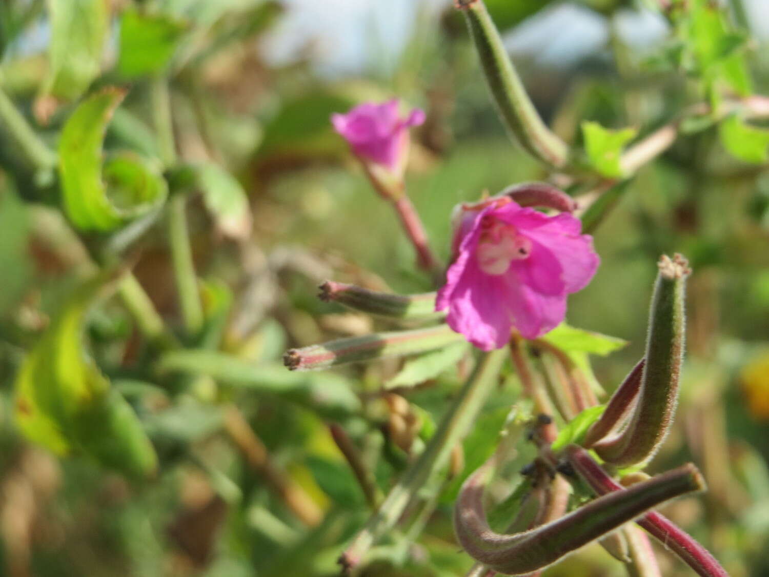 Image of Great Willowherb