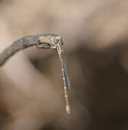 Image of Austrolestes aridus (Tillyard 1908)