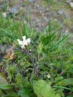 Imagem de Cardamine glacialis (G. Forst.) DC.