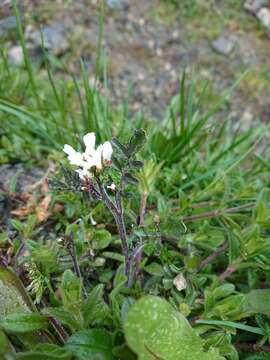 Imagem de Cardamine glacialis (G. Forst.) DC.