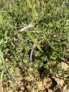 Image of Oxalis livida var. altior T. M. Salter