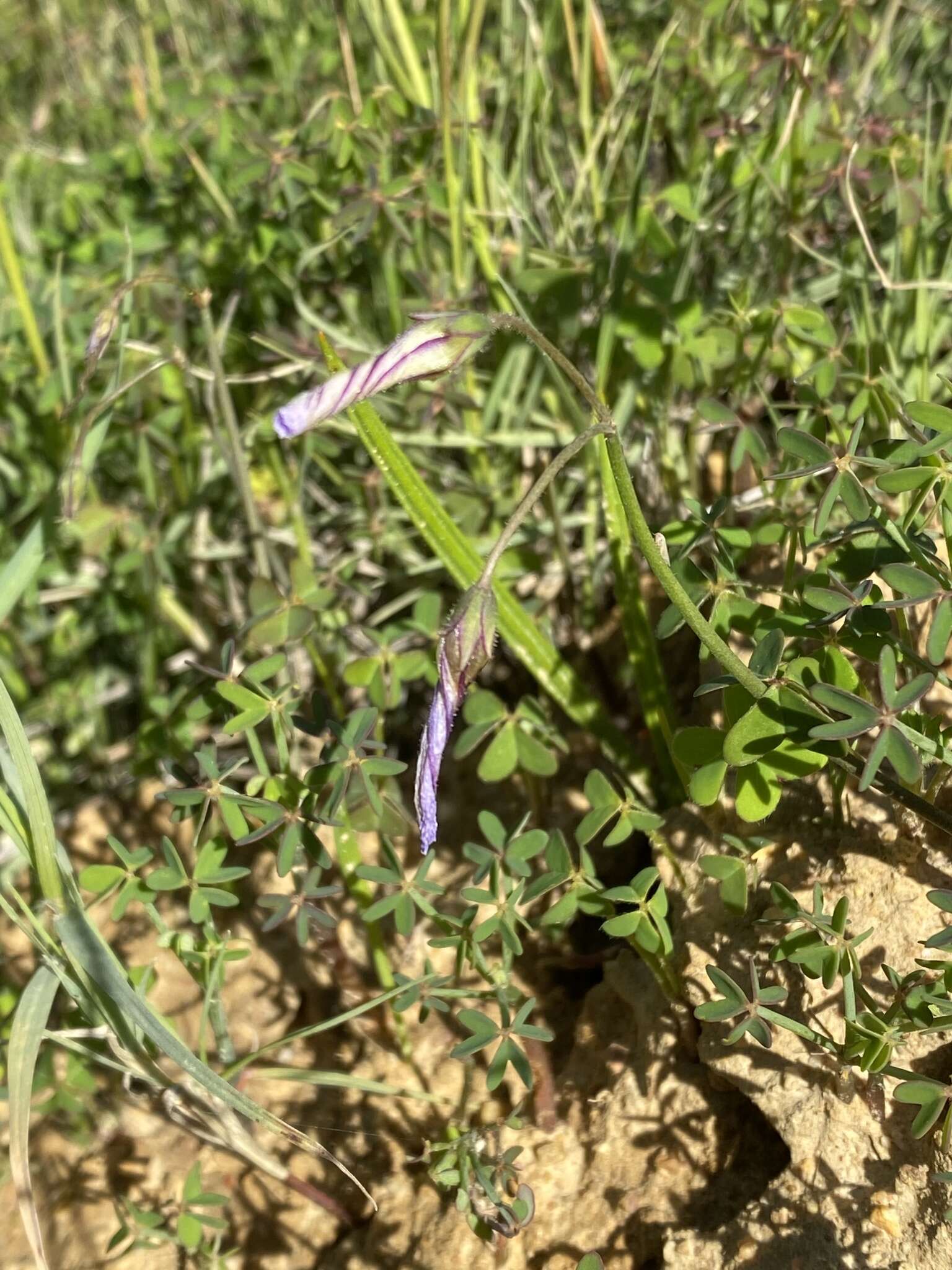 Image of Oxalis livida var. altior T. M. Salter