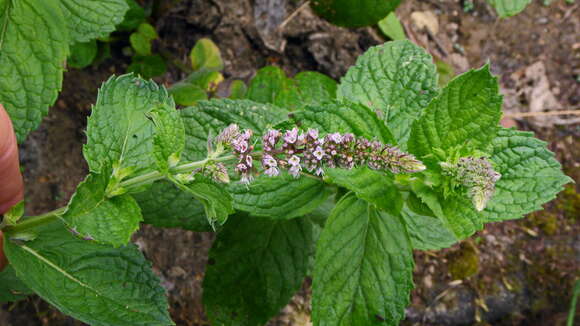 Imagem de Mentha longifolia (L.) Huds.