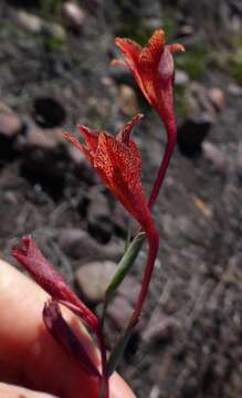 Image of Gladiolus emiliae L. Bolus