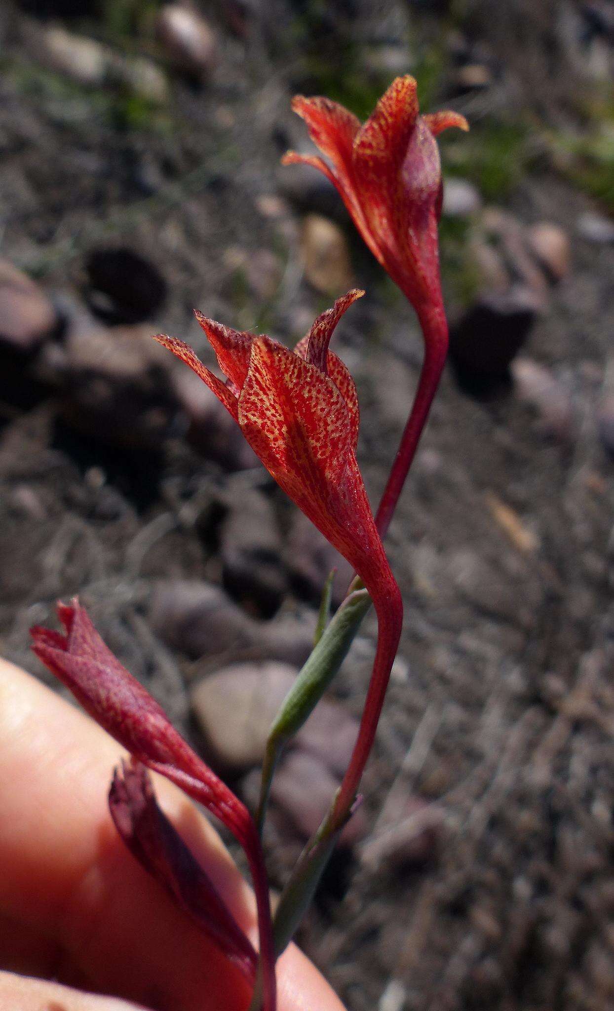 Слика од Gladiolus emiliae L. Bolus