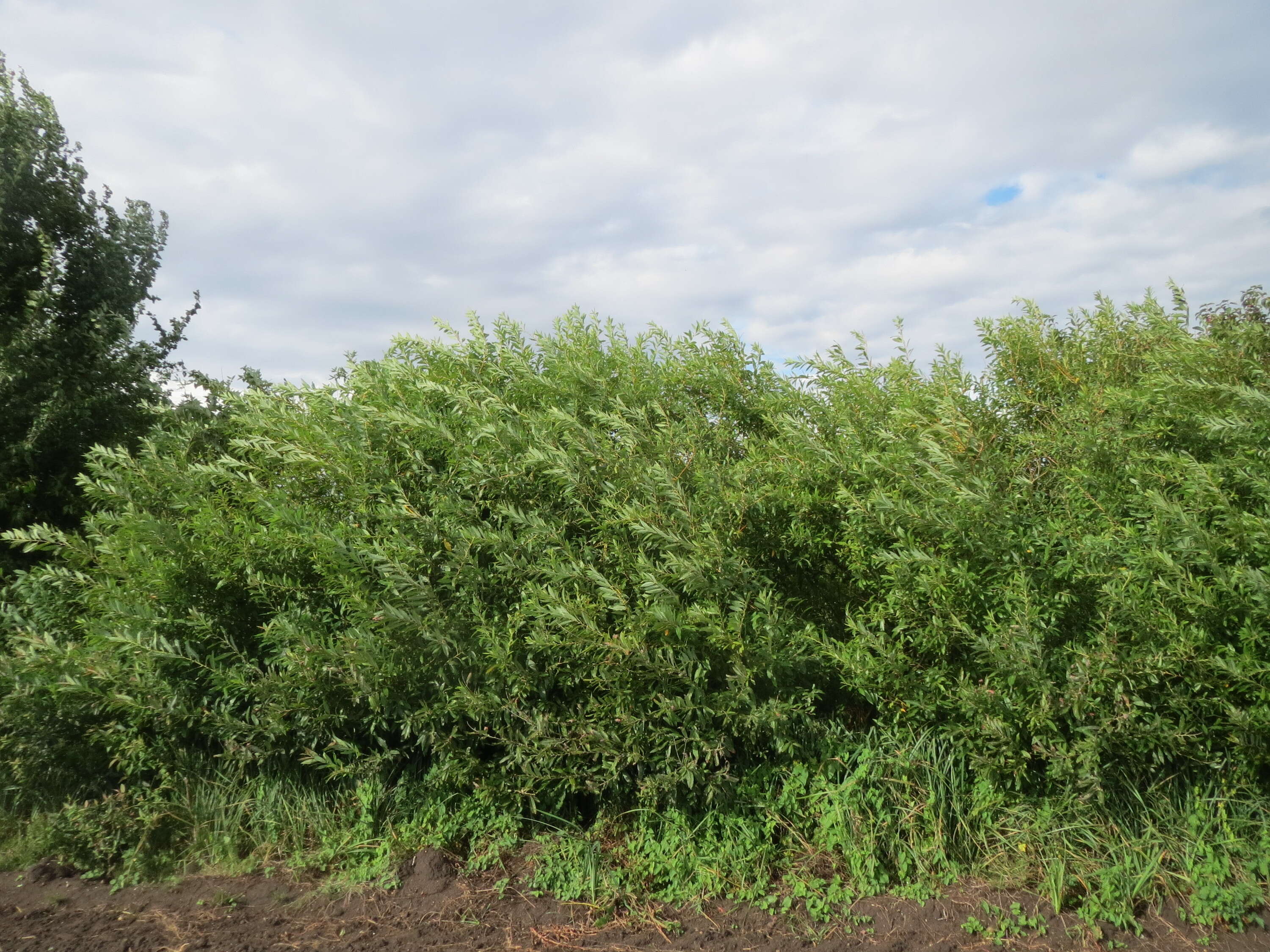 Image of purple willow