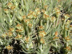 Image of Plantago webbii Barn.