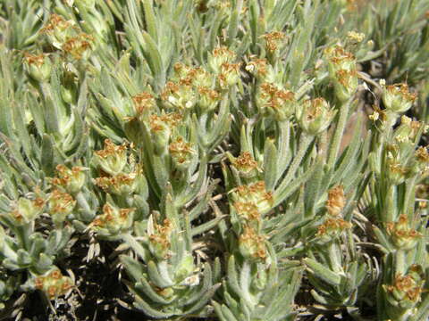 صورة Plantago webbii Barn.