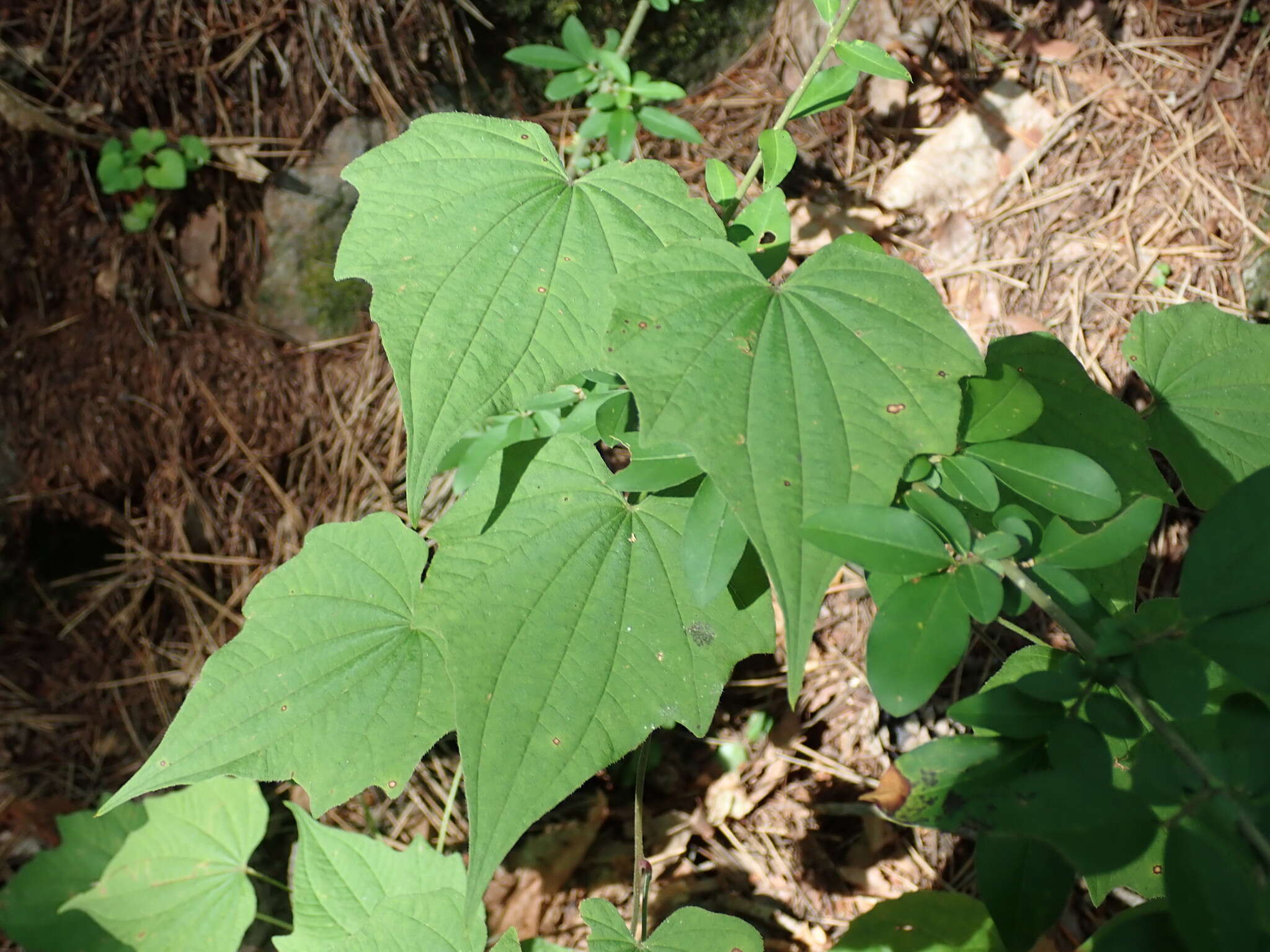 Imagem de Dioscorea nipponica Makino