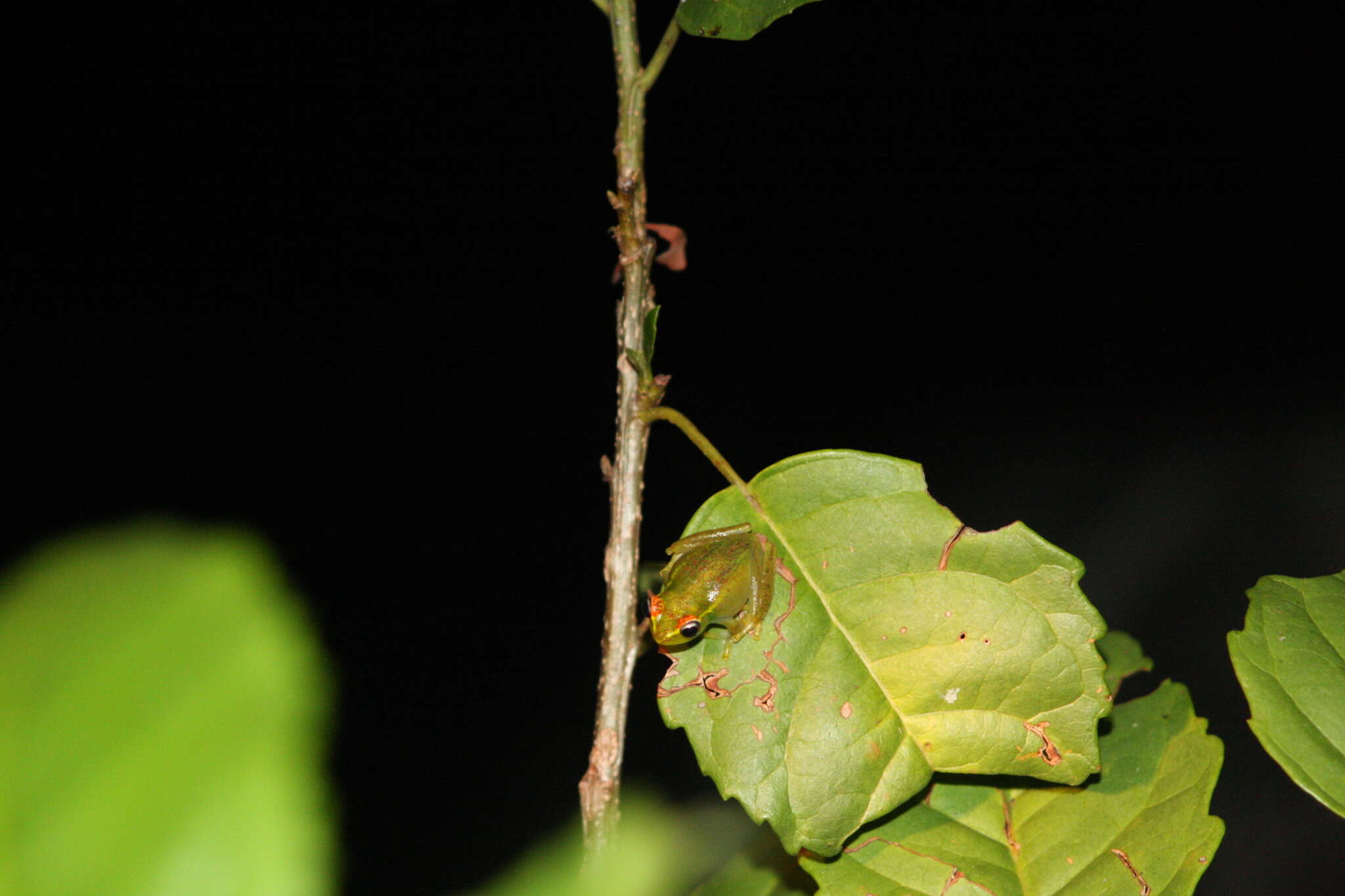 Image of Central Bright-eyed Frog