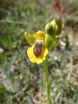 Image of Yellow Ophrys