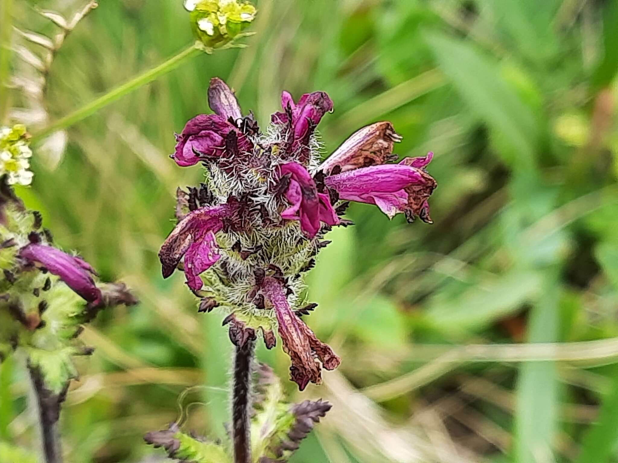 Image of Pedicularis crassirostris Bunge