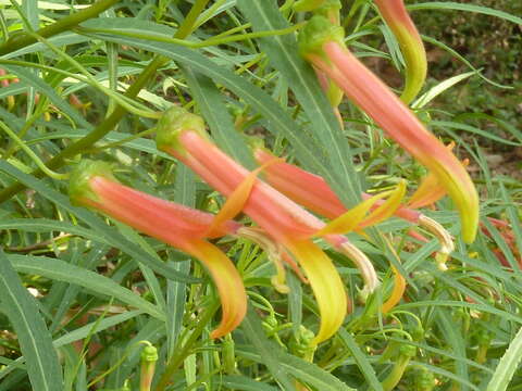 Lobelia laxiflora Kunth resmi