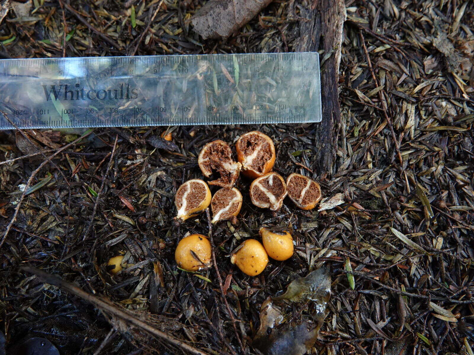 Image of Cortinarius peraurantiacus Peintner & M. M. Moser 2002