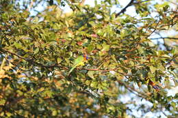 Image of Red-collared Lorikeet