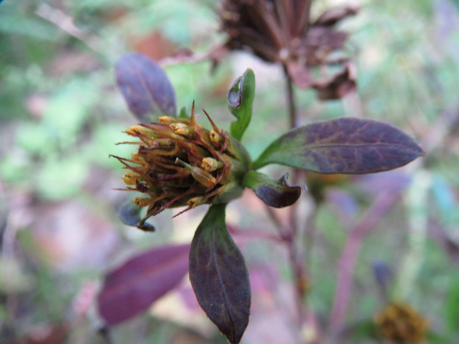 Image of Trifid Bur-marigold