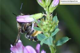 Image of Anthidium septemspinosum Lepeletier 1841