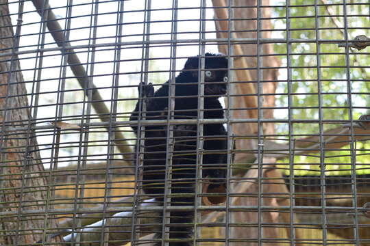 Image of Blue-eyed Black Lemur