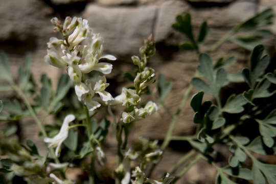 Image of Corydalis fangshanensis W. T. Wang