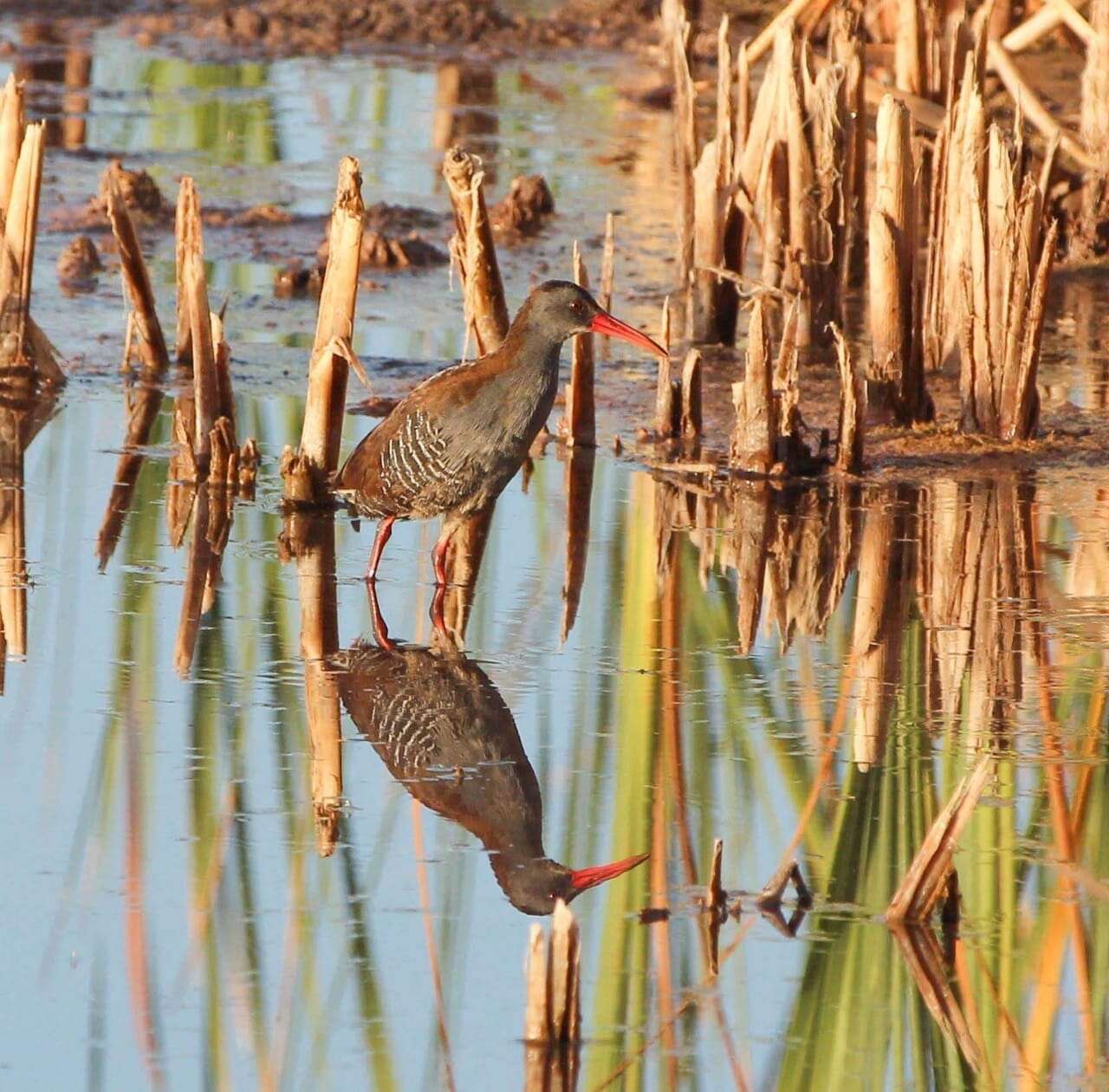 Image of African Rail