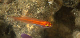 Image of Neon dwarfgoby