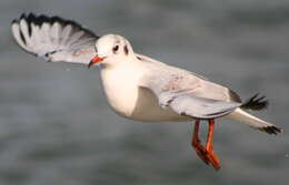 Image of Black-headed Gull