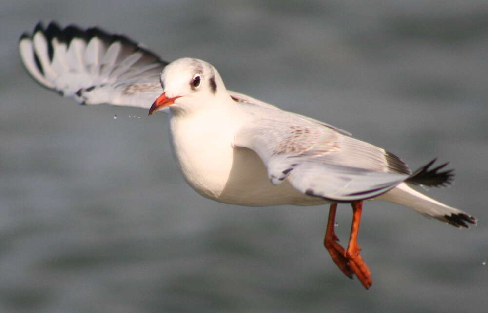 Image of Black-headed Gull