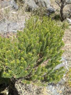 Image of Baccharis aliena (Spreng.) Joch. Müll.