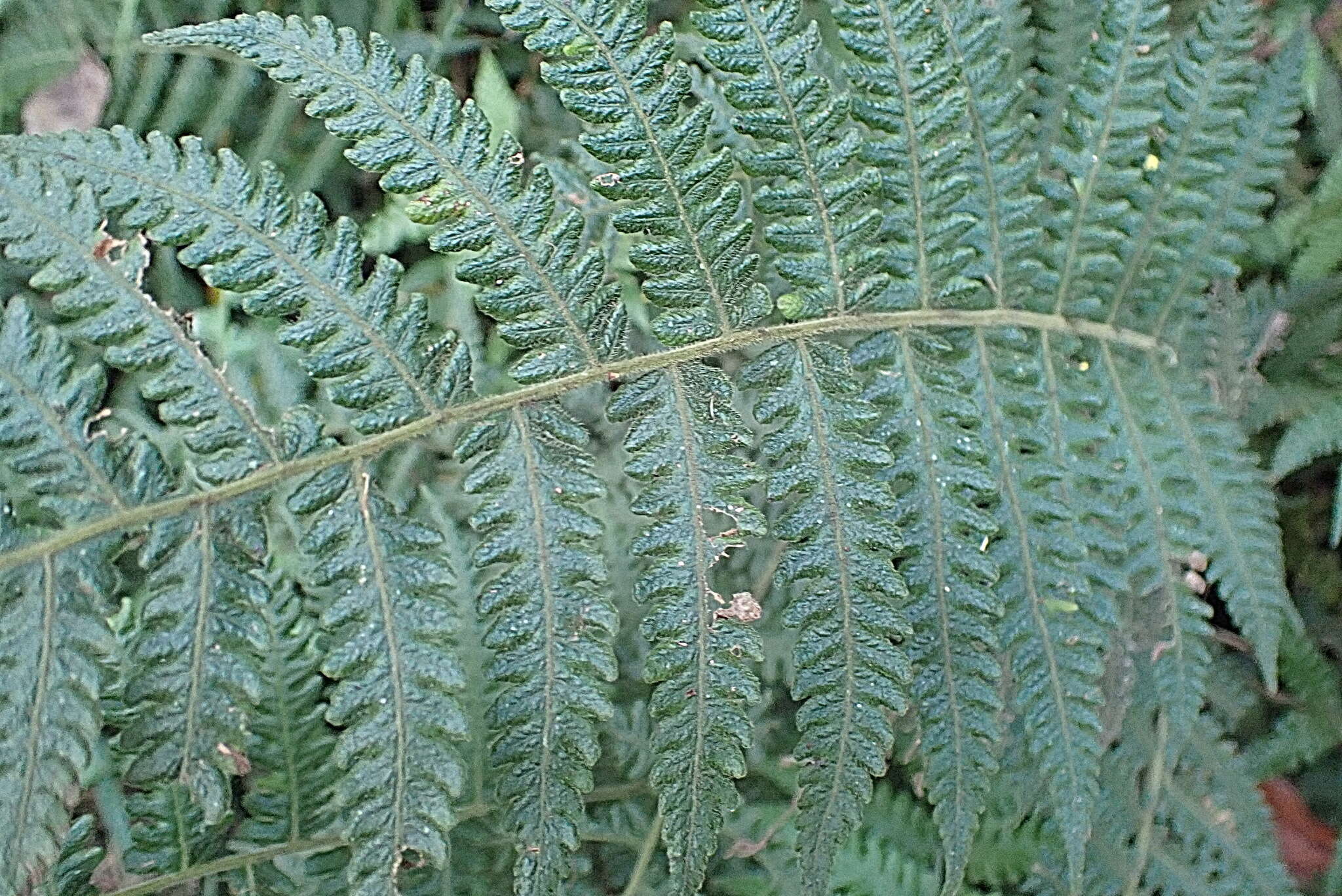 Image of Amauropelta bergiana (Schldl.) Holtt.