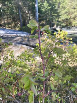 Image de Vaccinium alaskaense Howell