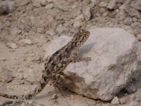 Image of Agama aculeata aculeata Merrem 1820